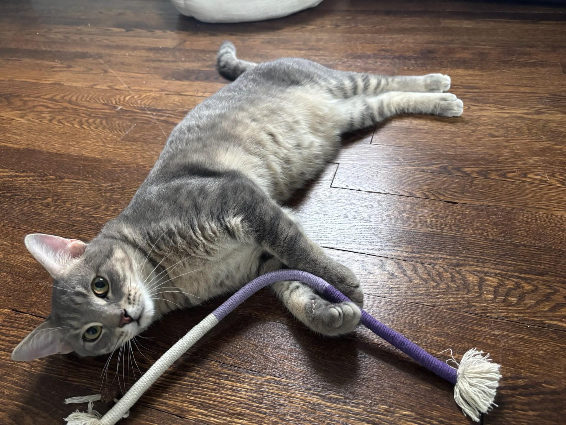 Enlarge Leo, a Adopted Domestic Short Hair in Radford, VA image 2/4