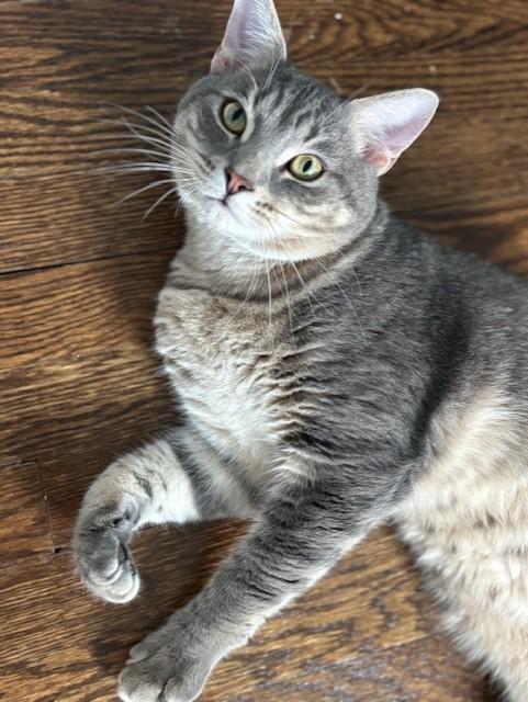 Leo, Adopted, Adult Male Domestic Short Hair.