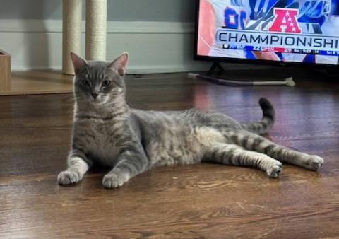 Enlarge Leo, a Adopted Domestic Short Hair in Radford, VA image 3/4