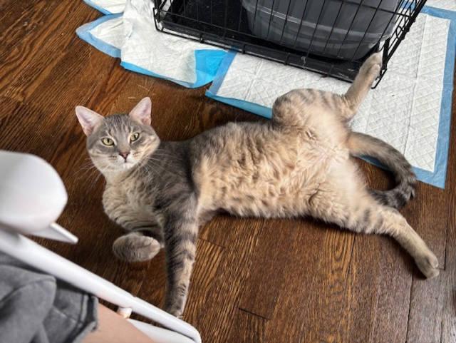 Enlarge Leo, a Adopted Domestic Short Hair in Radford, VA image 4/4