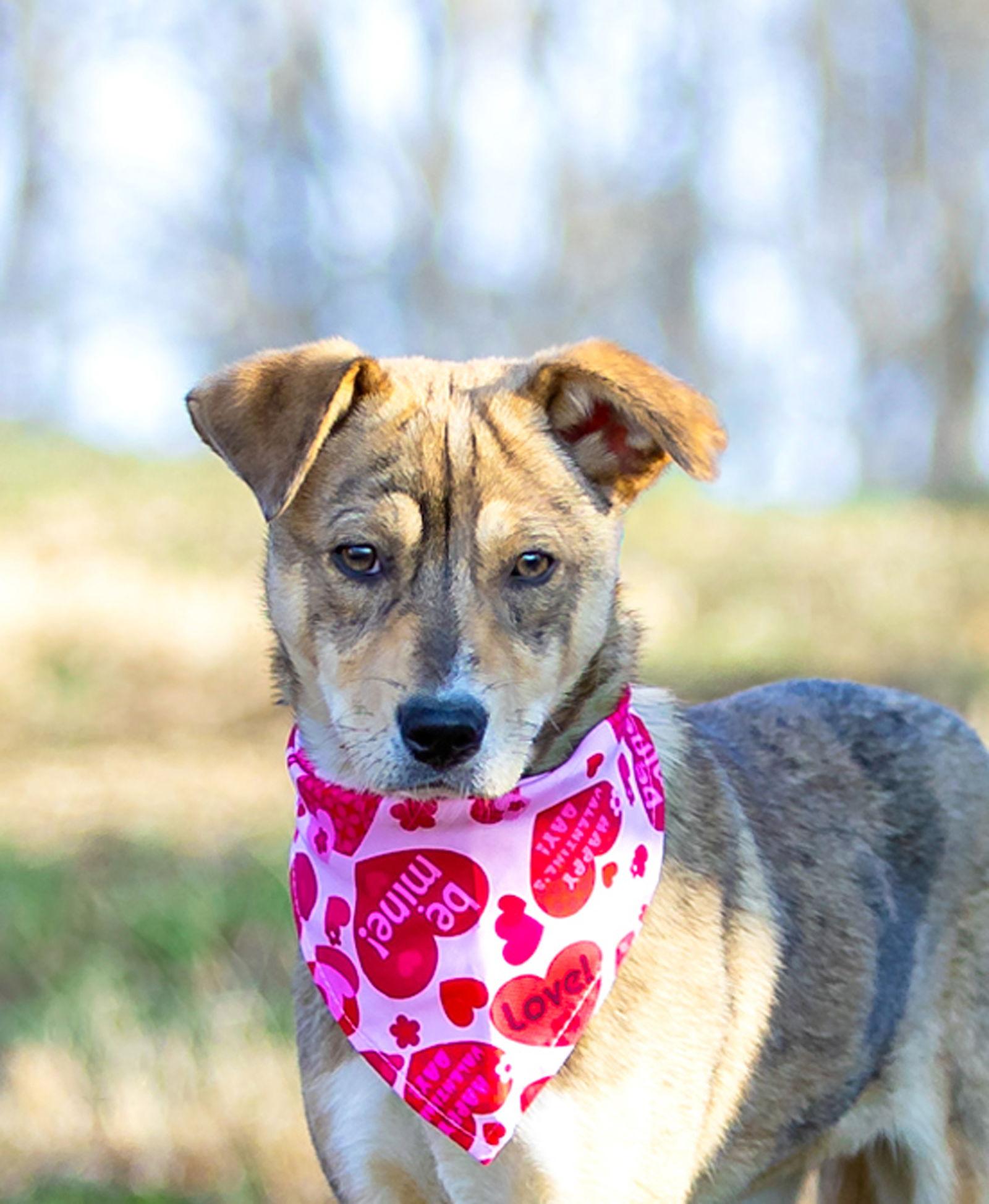 Vixen, Adoptable, Young Female Yellow Labrador Retriever & Shepherd.