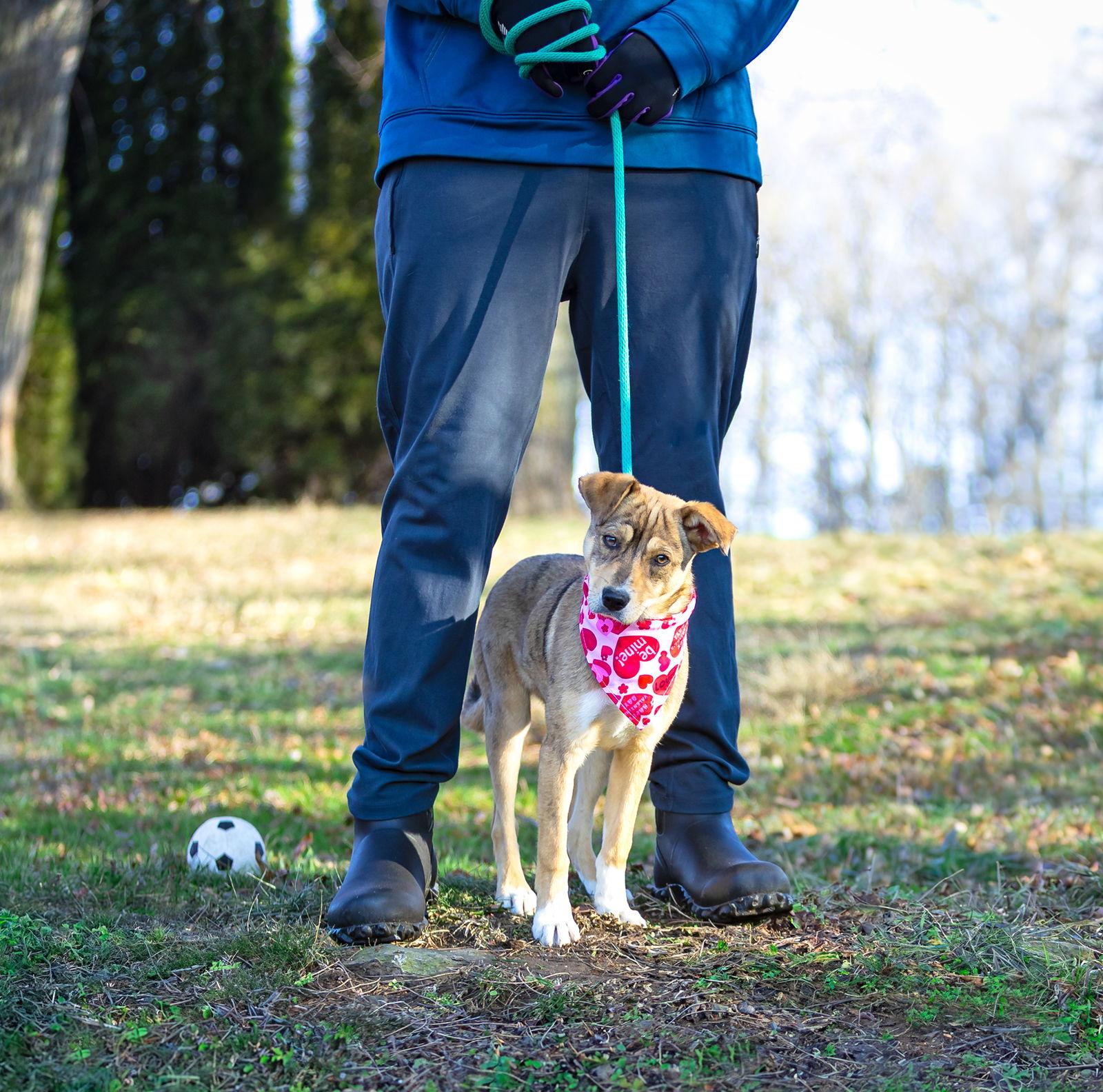 Enlarge Vixen, a Adoptable mixed breed in Coatesville, PA image 2/3