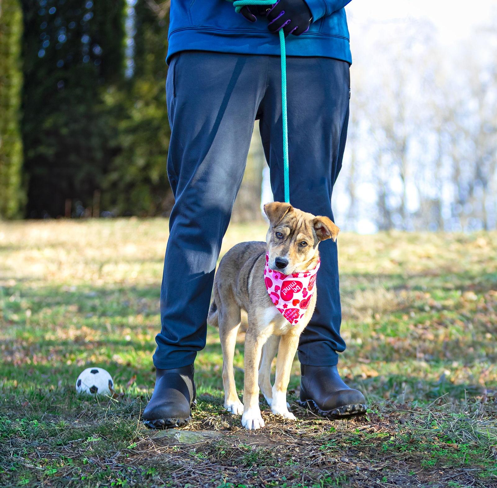 Vixen, Adoptable, Young Female Yellow Labrador Retriever & Shepherd.