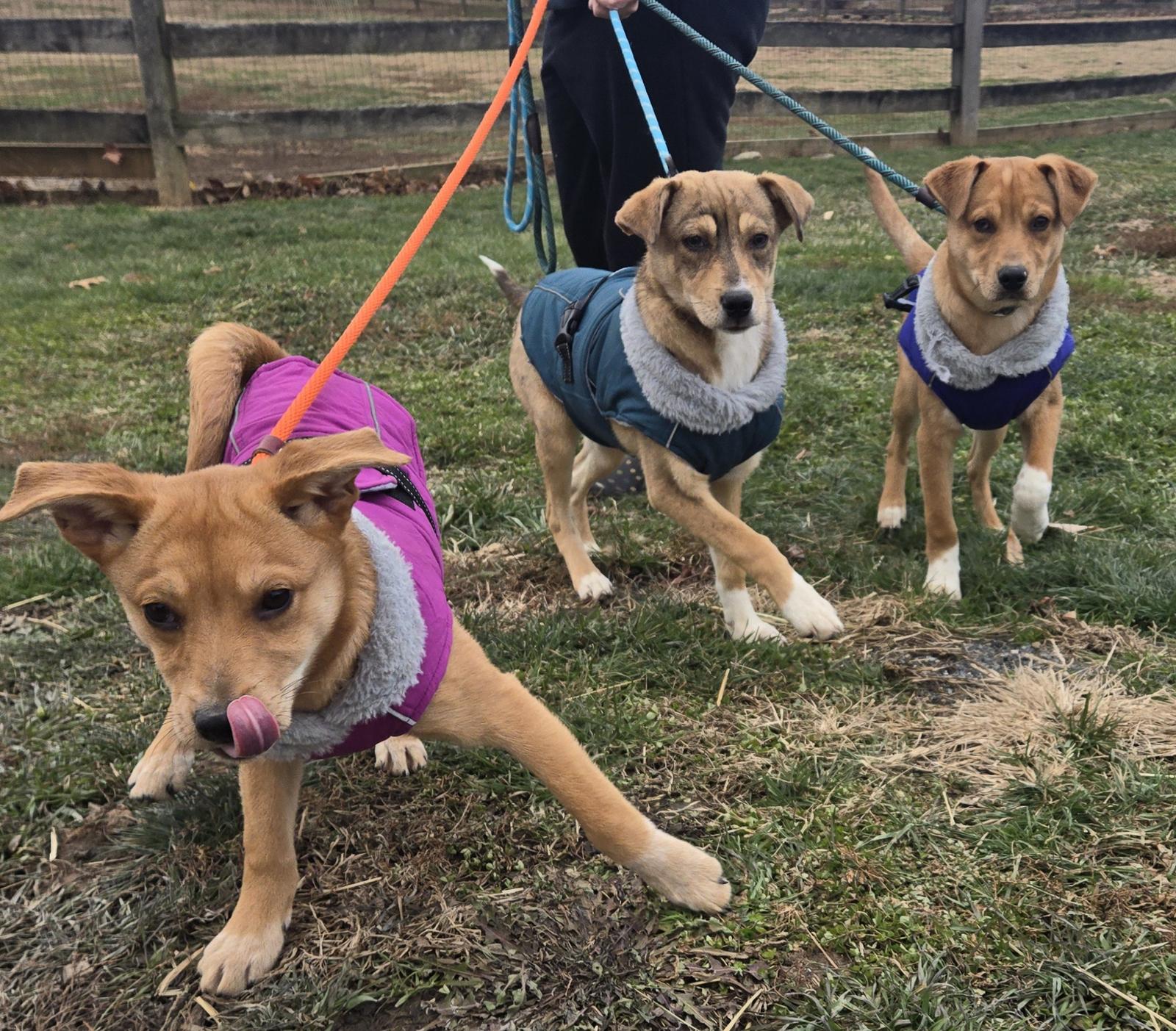 Enlarge Vixon, a Adoptable mixed breed in Coatesville, PA image 2/2