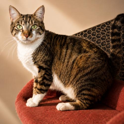 Sylvester, Adoptable, Adult Female Domestic Short Hair.