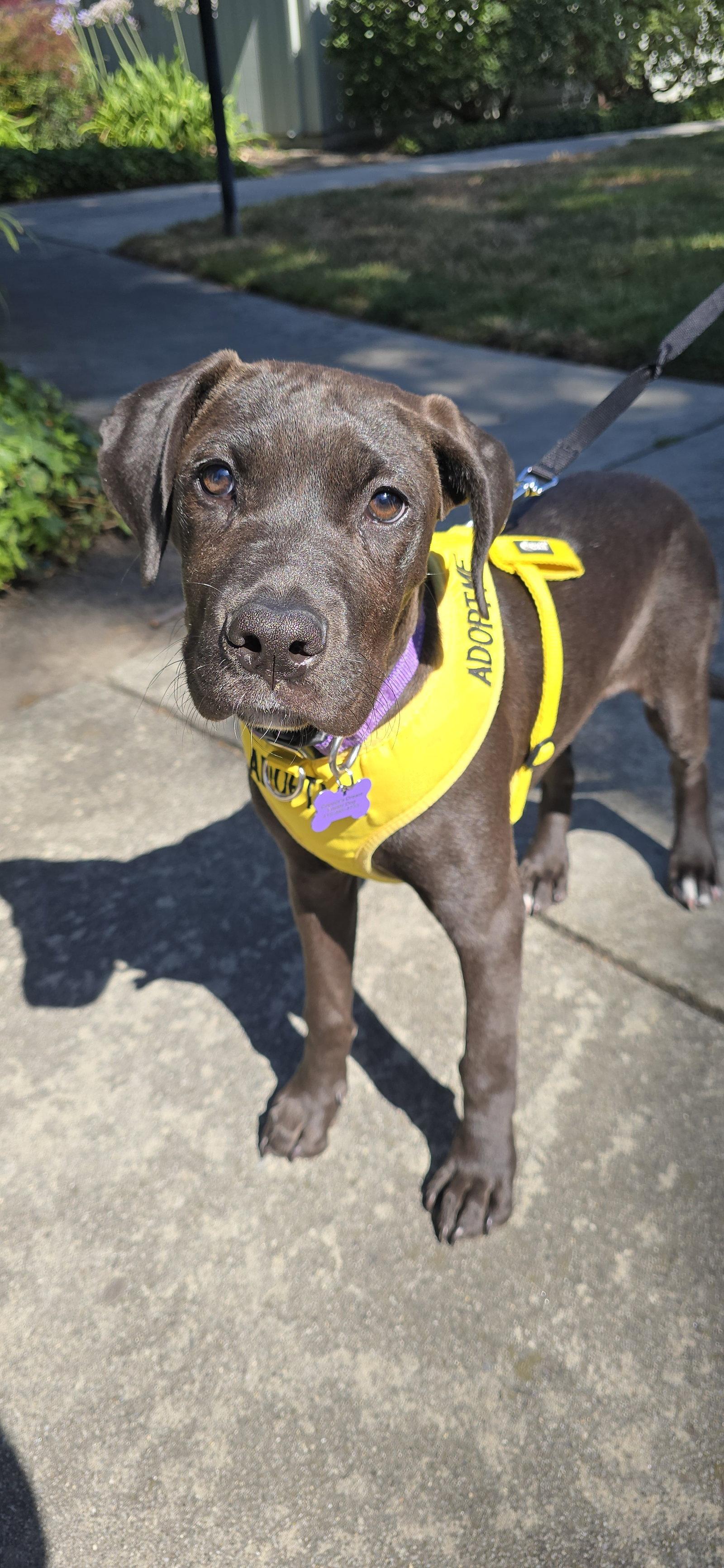 Vivian, Adoptable, Young Female Terrier.