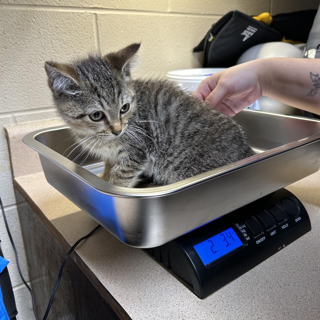 Enlarge Roast Beef, a Adoptable American Shorthair in Danville, KY image 1/1