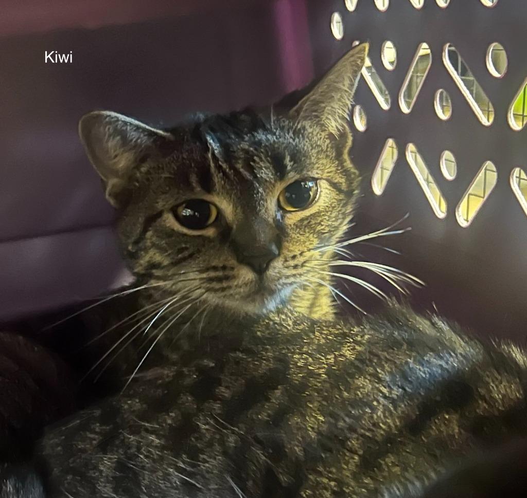 176-Kiwi, Adoptable, Adult Female Domestic Short Hair.