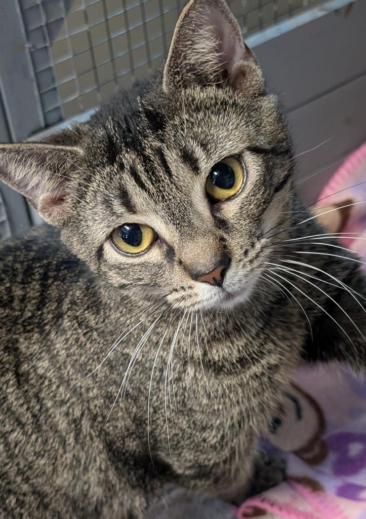 Enlarge 176-Kiwi, a Adoptable mixed breed in Windsor, CT image 2/2