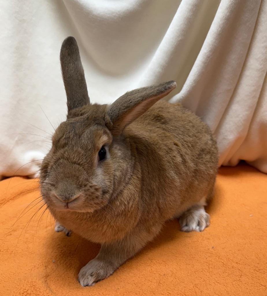 Butterscotch, a Adoptable American in Pomona, NY image 1/6