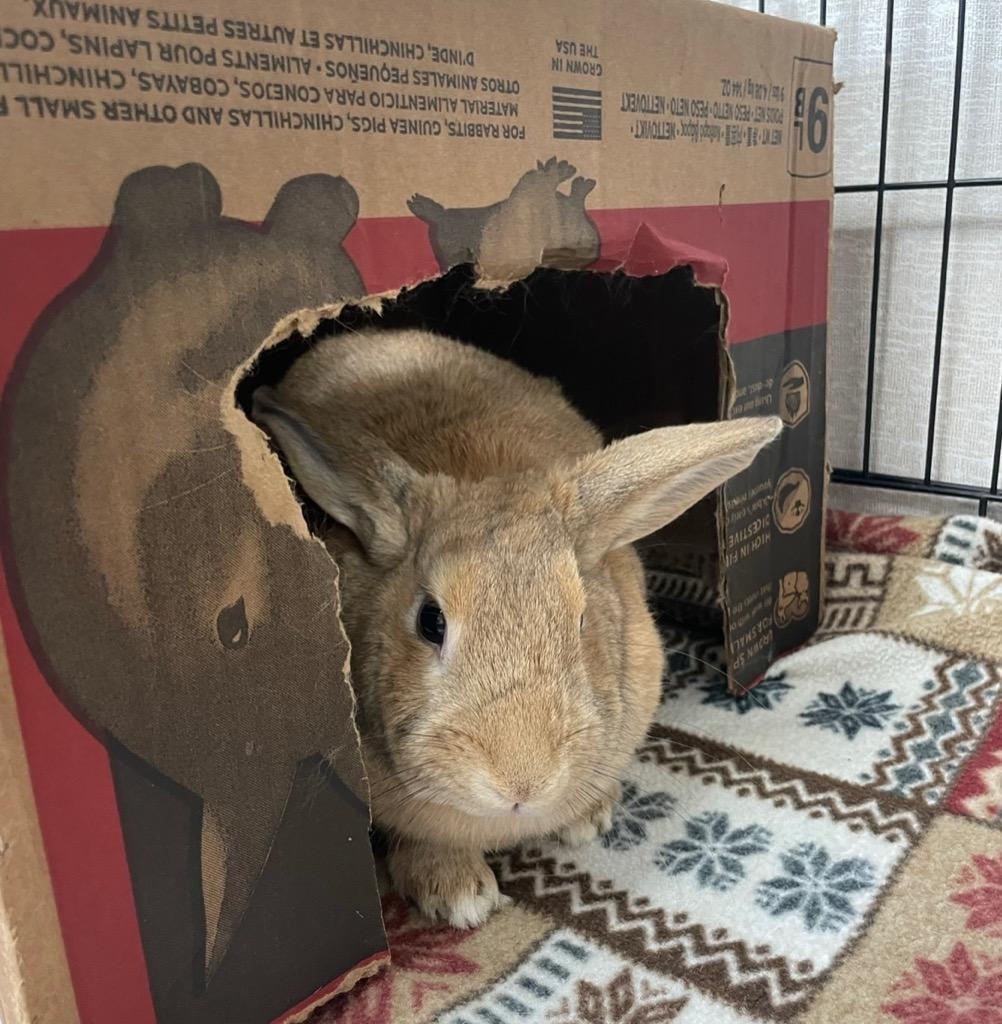 Enlarge Butterscotch, a Adoptable American in Pomona, NY image 3/6