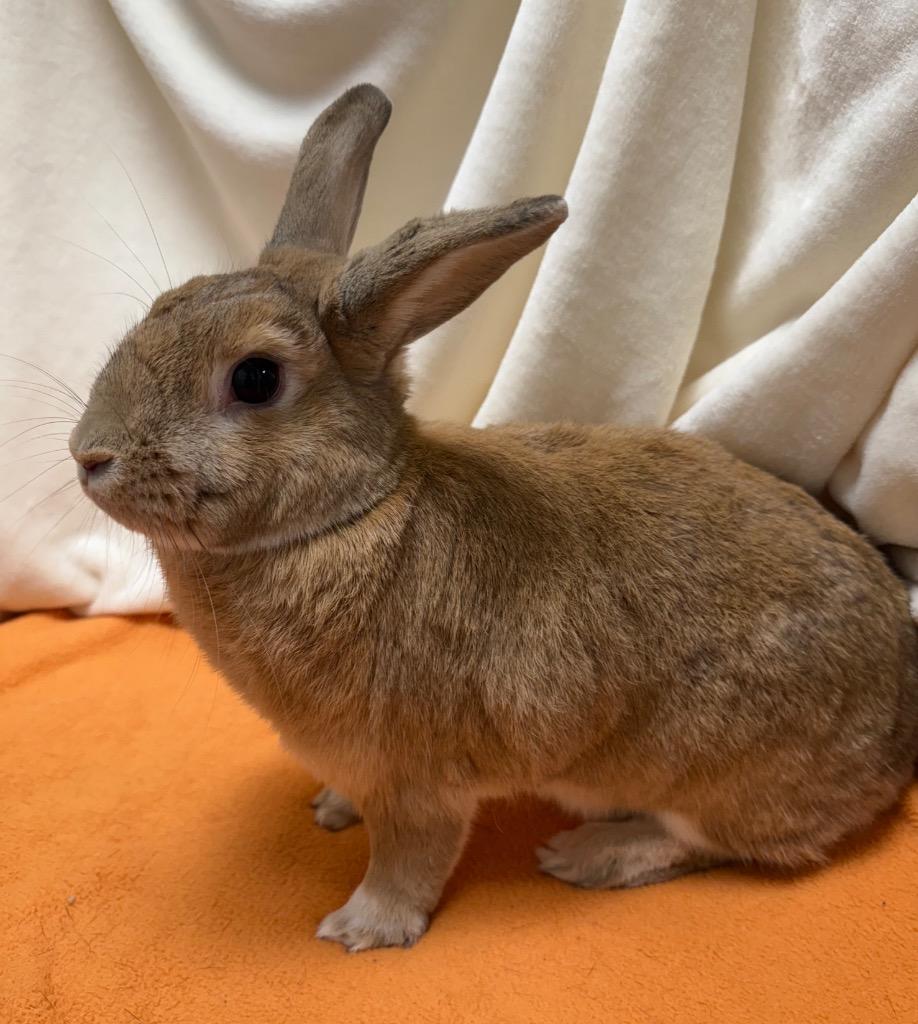 Enlarge Butterscotch, a Adoptable American in Pomona, NY image 5/6
