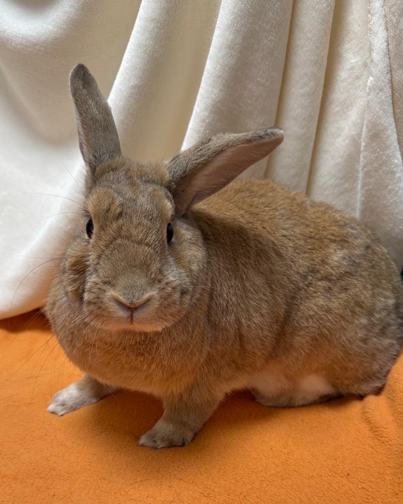 Butterscotch, a Adoptable American in Pomona, NY image 5/6