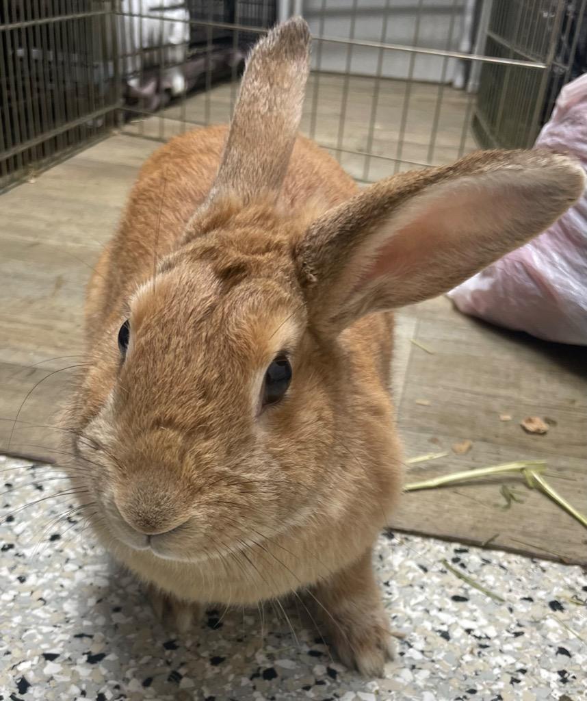 Enlarge Butterscotch, a Adoptable American in Pomona, NY image 6/6