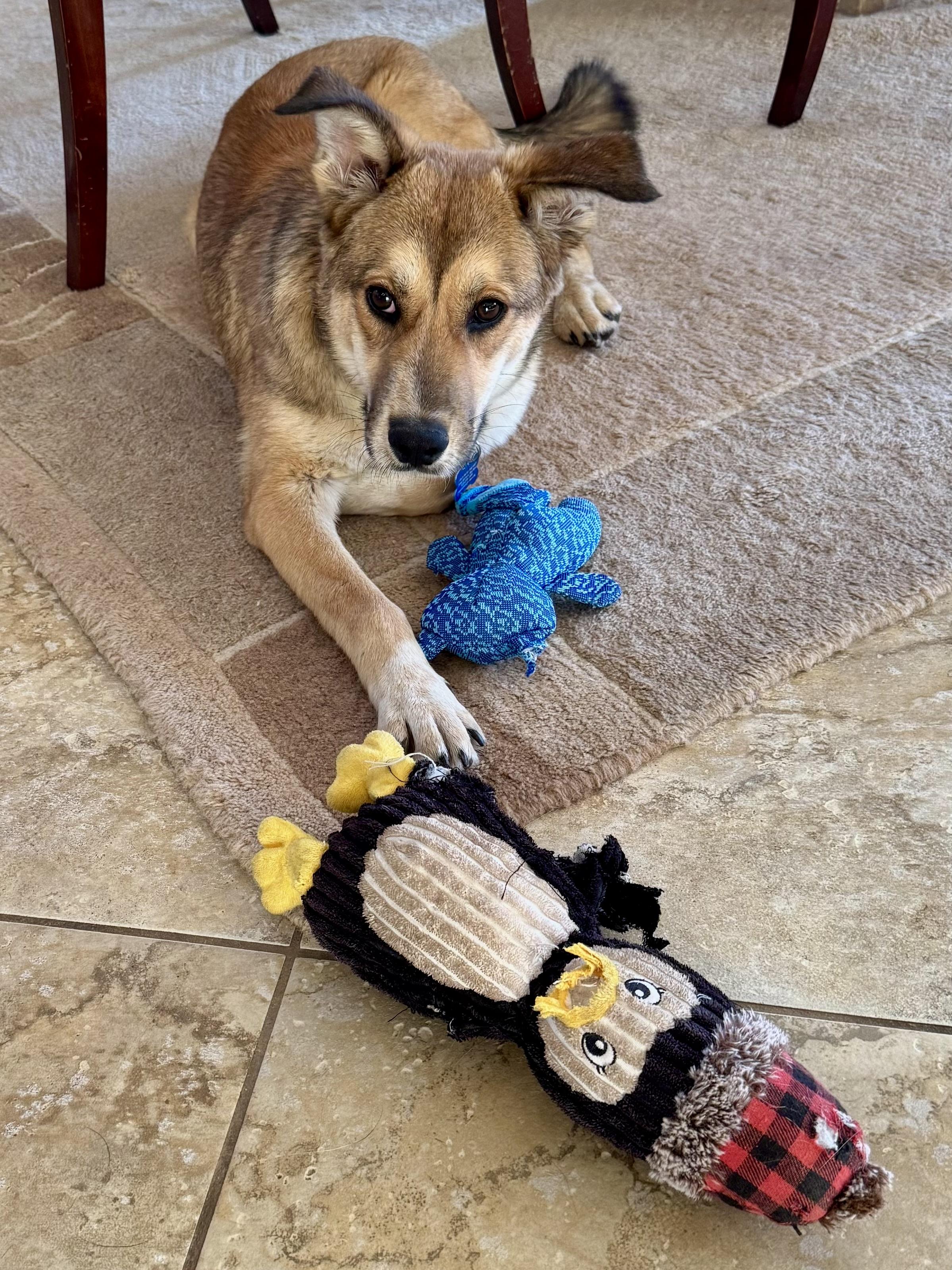 Enlarge Cody, a Adoptable Mixed Breed in Tucson, AZ image 2/6