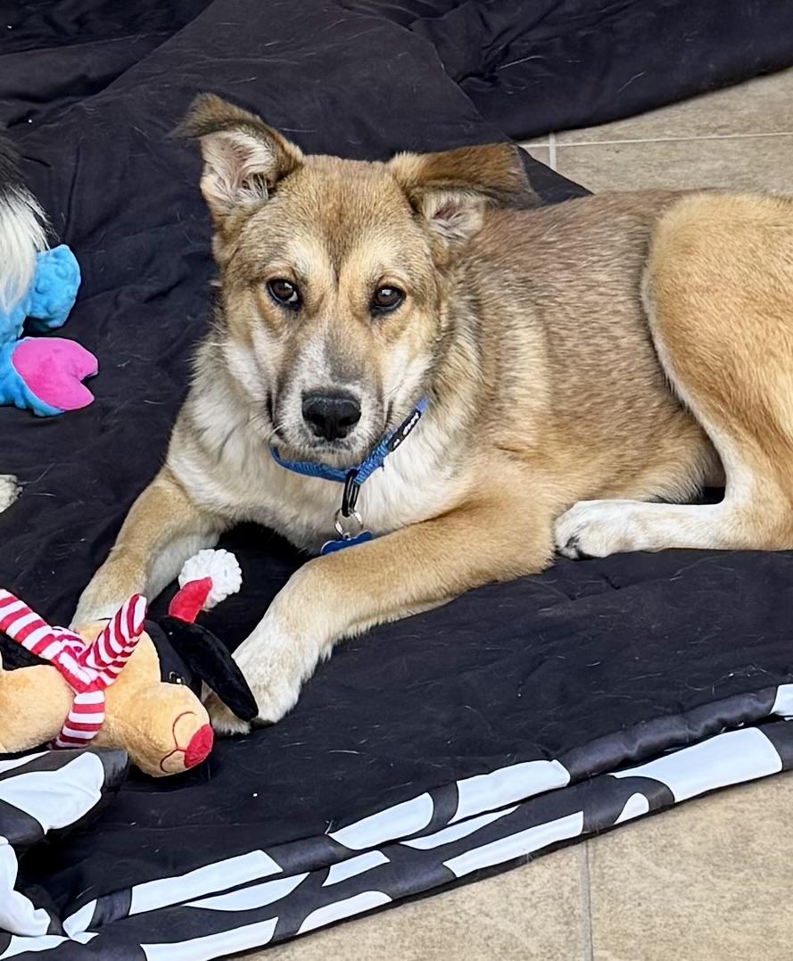 Cody, Adoptable, Young Male Mixed Breed.