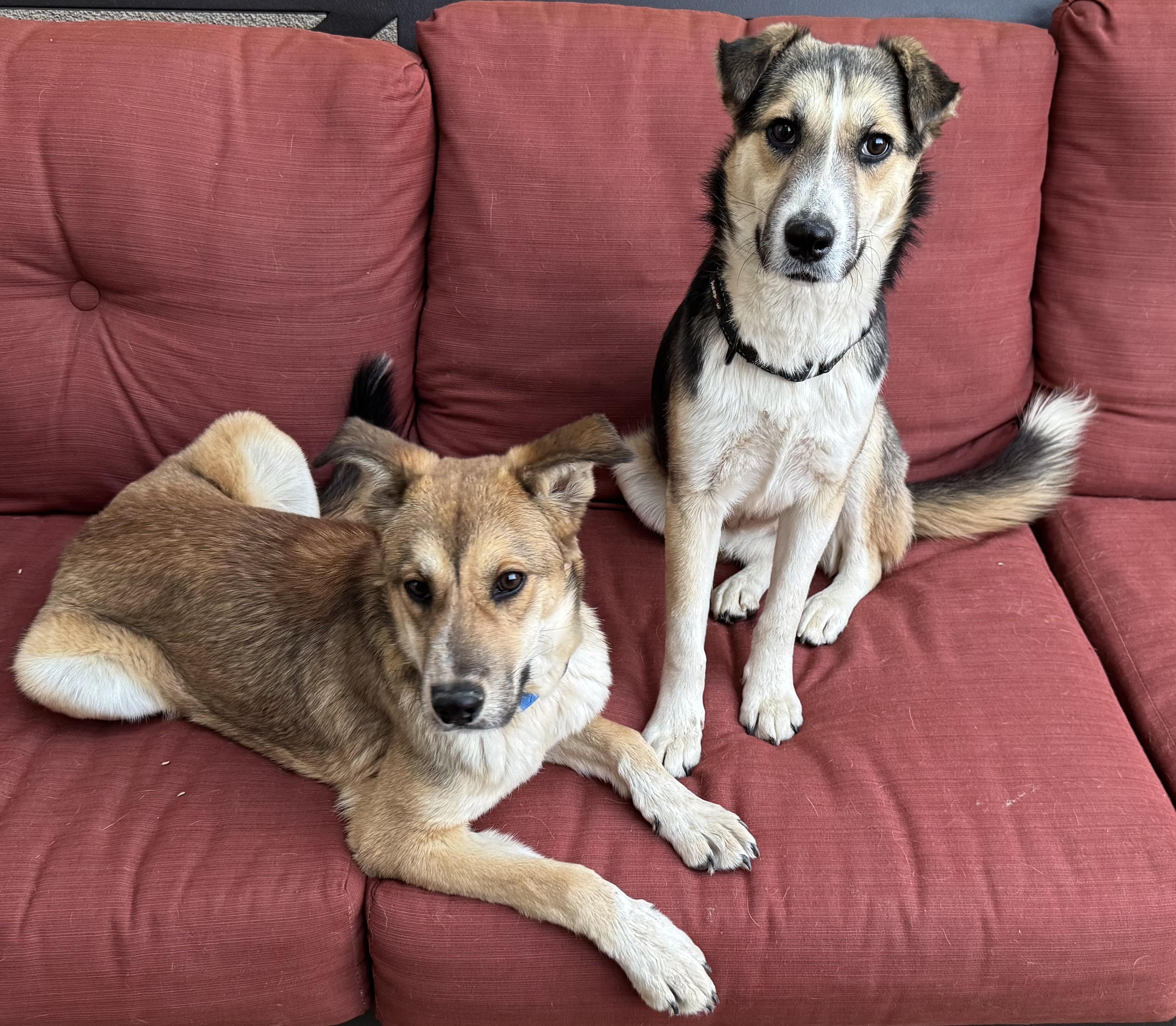 Enlarge Cody, a Adoptable Mixed Breed in Tucson, AZ image 4/6