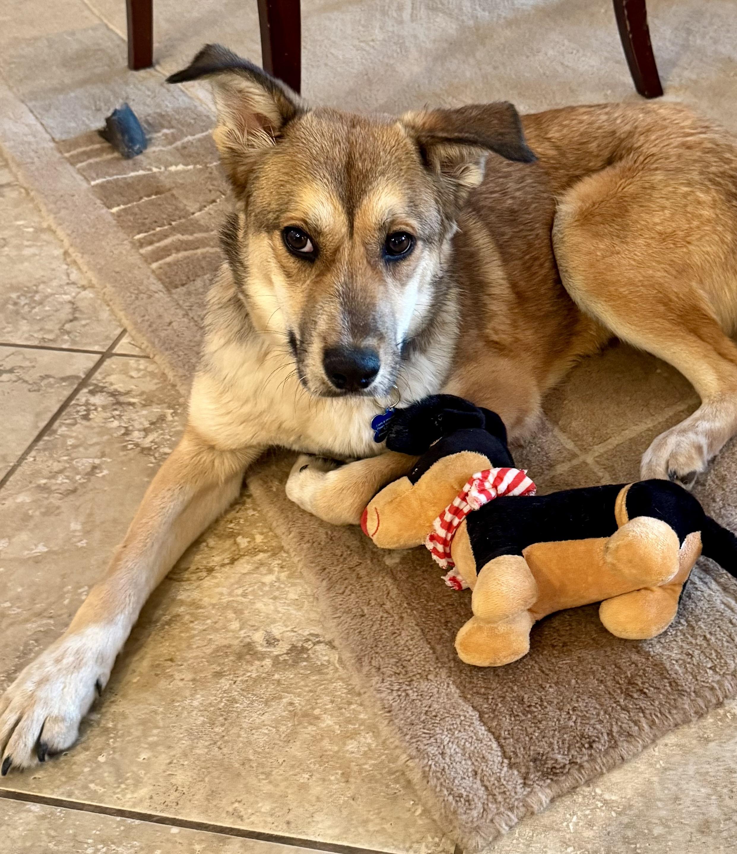 Enlarge Cody, a Adoptable Mixed Breed in Tucson, AZ image 5/6