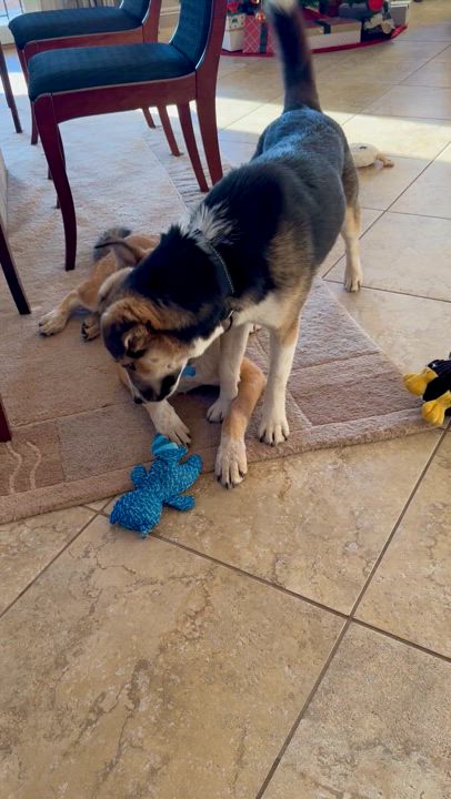 Enlarge Cody, a Adoptable Mixed Breed in Tucson, AZ video 6/6