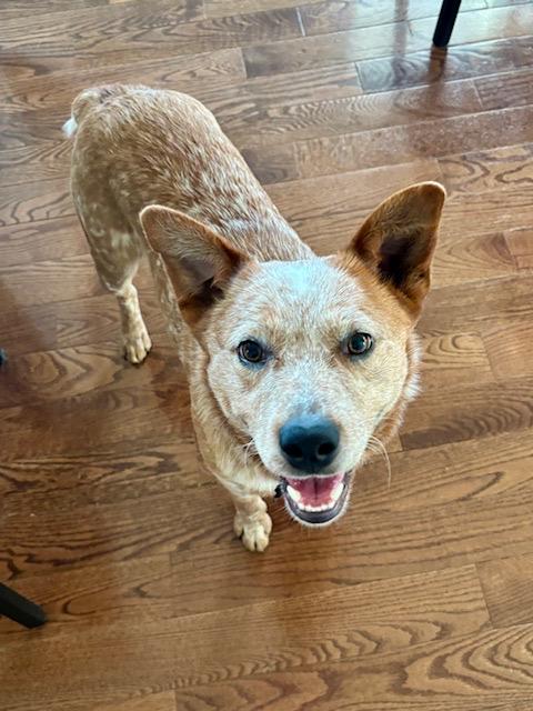 Enlarge Peanut, an adopted Australian Cattle Dog / Blue Heeler in Manassas, VA image 2/5