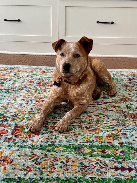 Enlarge Peanut, an adopted Australian Cattle Dog / Blue Heeler in Manassas, VA image 1/5