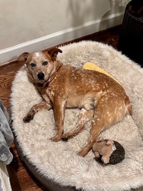 Enlarge Peanut, an adopted Australian Cattle Dog / Blue Heeler in Manassas, VA image 3/5