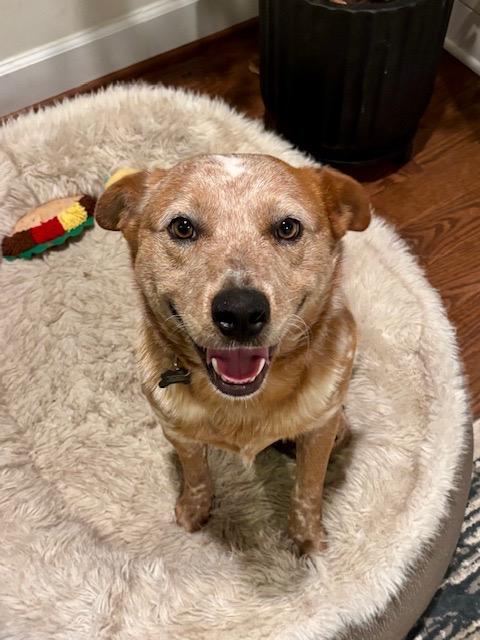 Enlarge Peanut, an adopted Australian Cattle Dog / Blue Heeler in Manassas, VA image 4/5