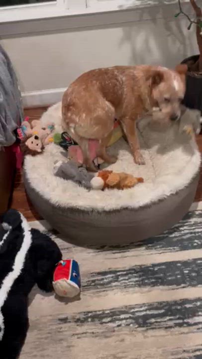 Enlarge Peanut, an adopted Australian Cattle Dog / Blue Heeler in Manassas, VA video 5/5