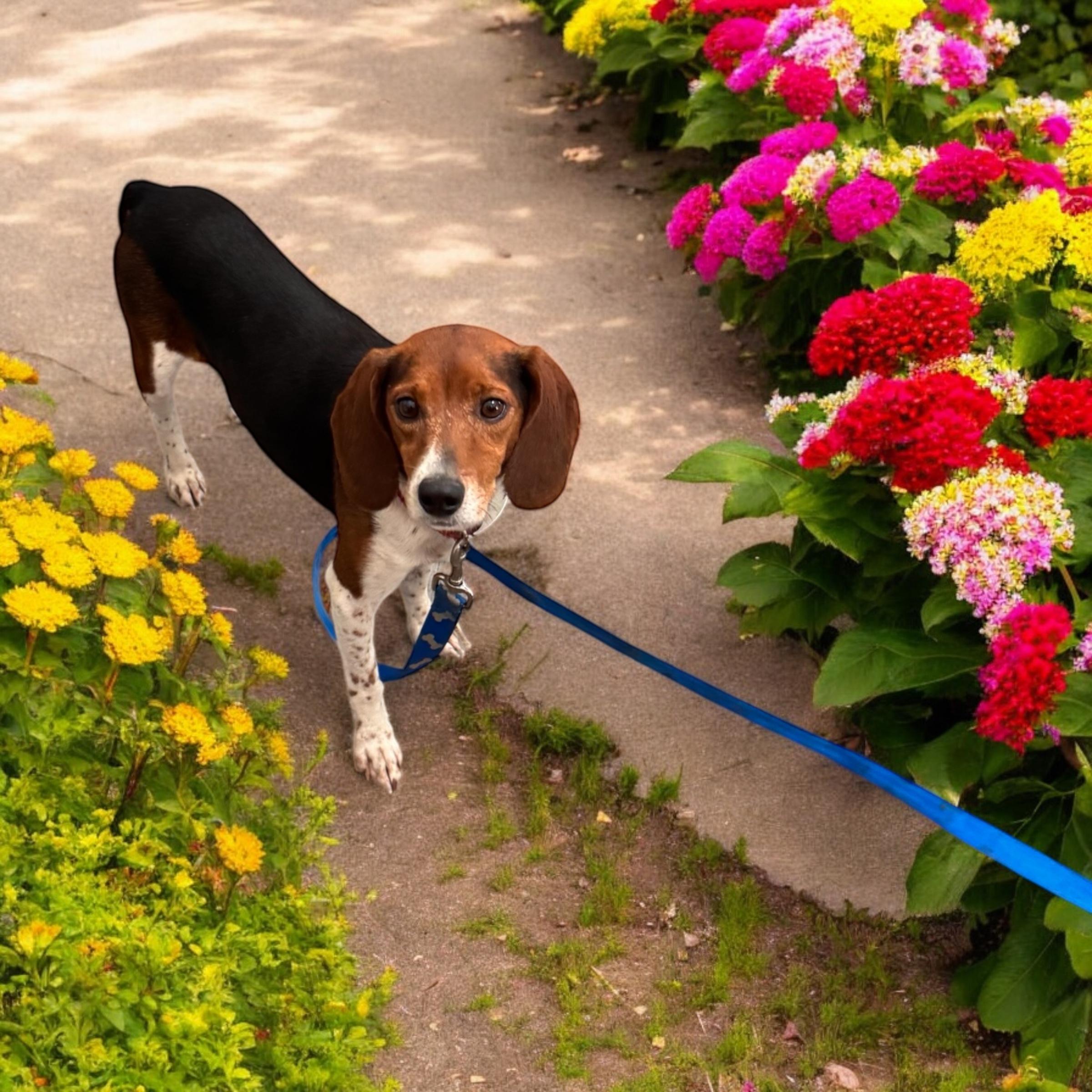 Mandy, a Adoptable mixed breed in Sequatchie, TN image 1/3
