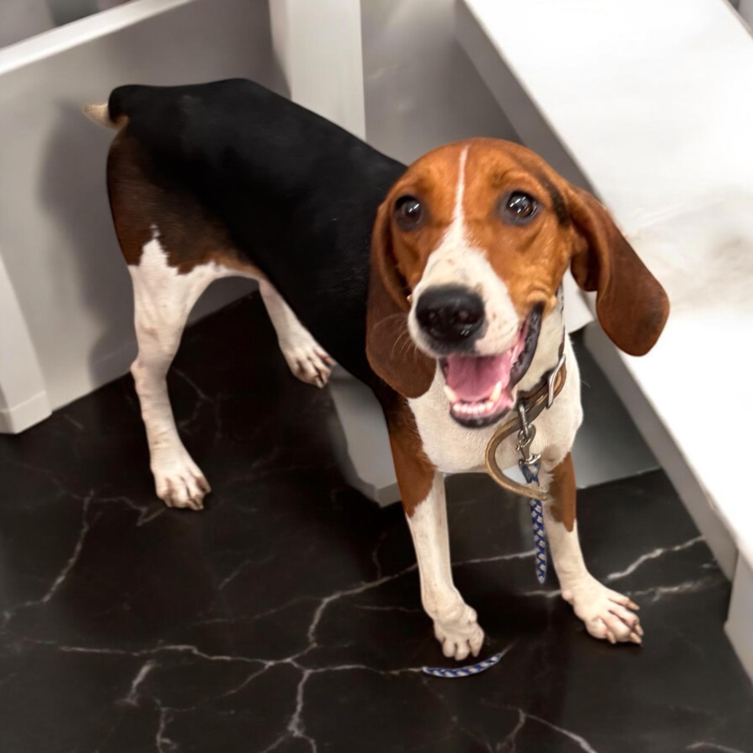 Mandy, a Adoptable mixed breed in Sequatchie, TN image 2/3