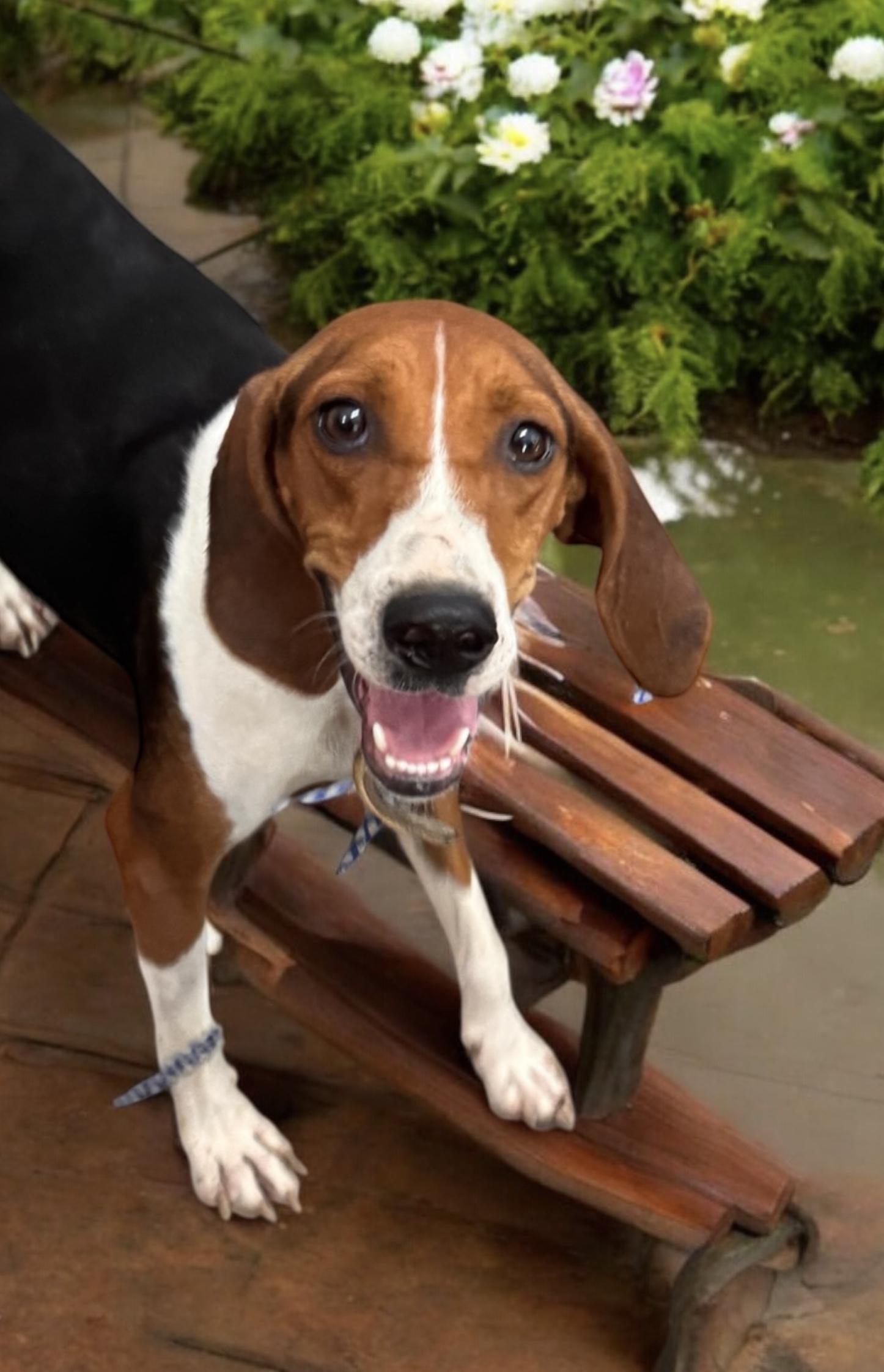 Mandy, a Adoptable mixed breed in Sequatchie, TN image 3/3