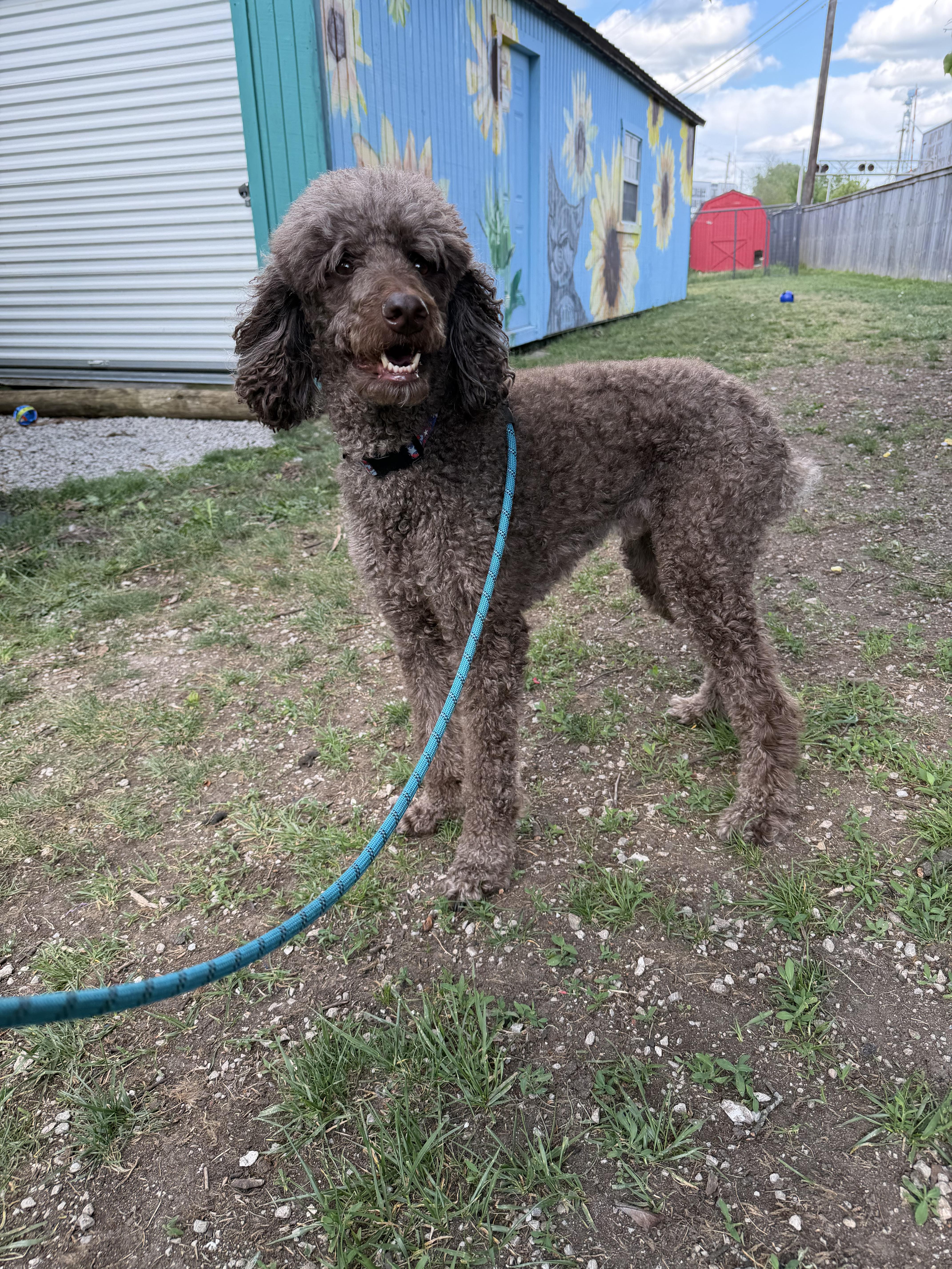 Enlarge Oliver, an adopted Standard Poodle in Lexington, KY image 3/3
