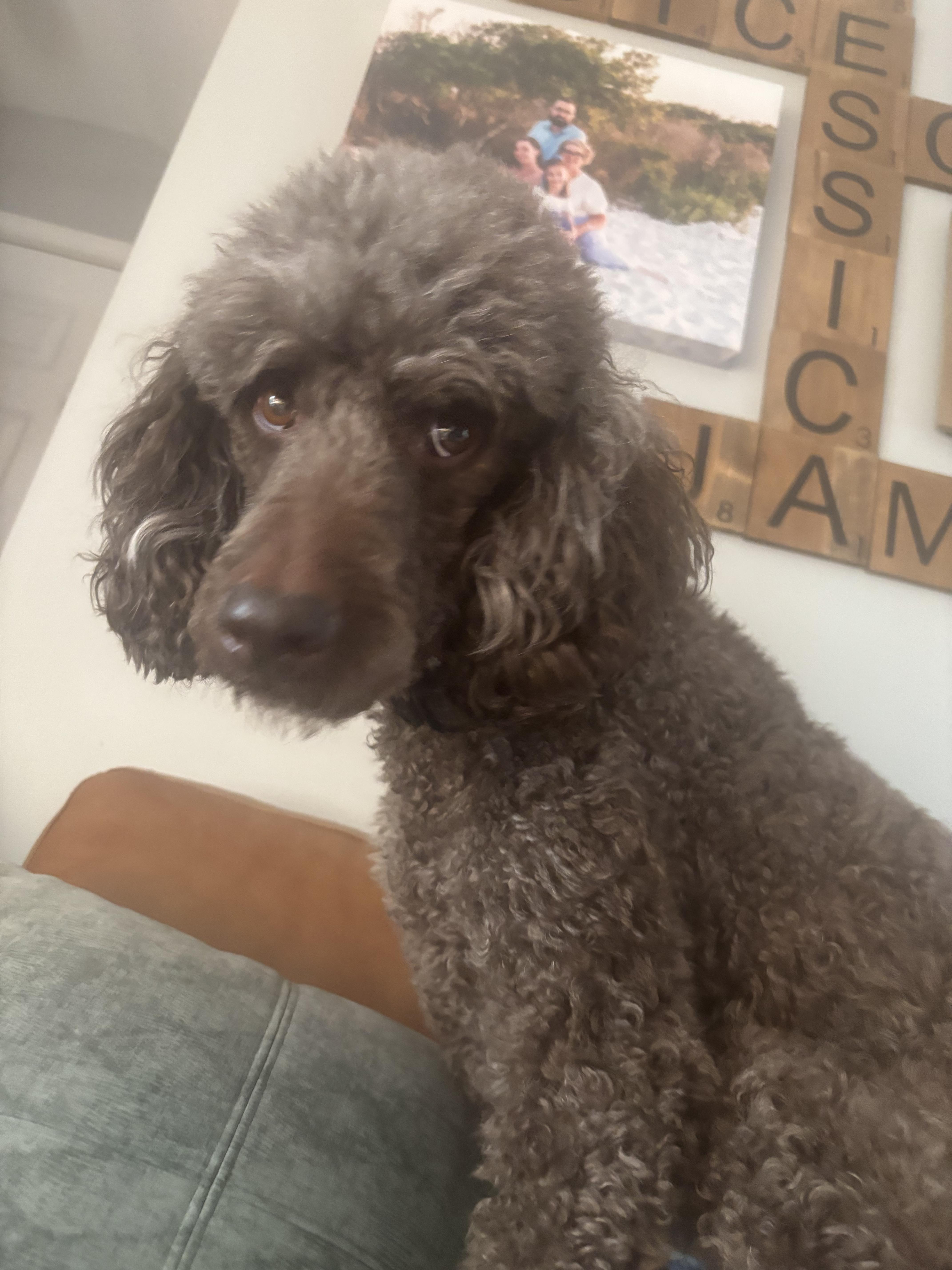 Oliver, adopted, Adult Male Standard Poodle.