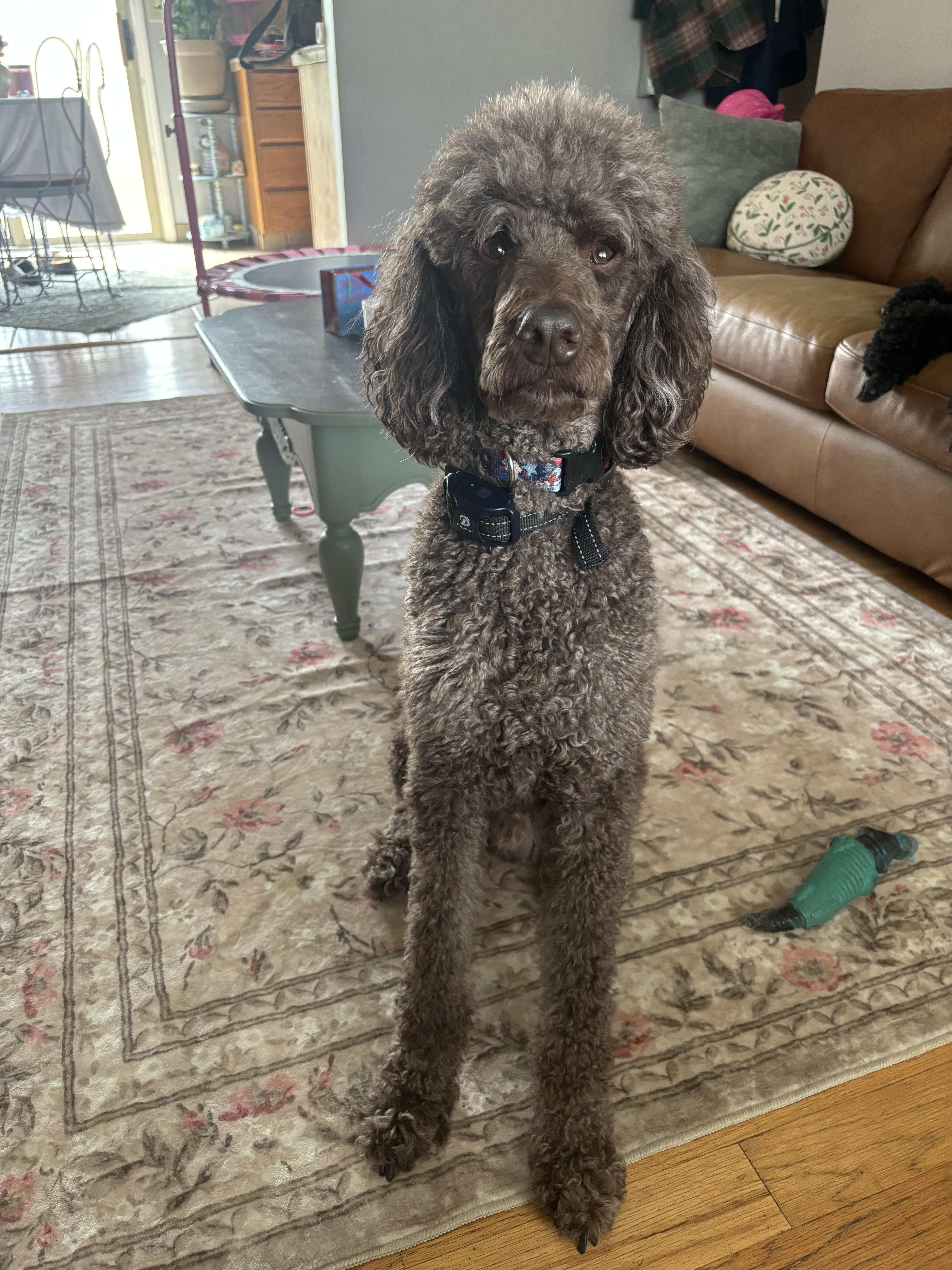 Enlarge Oliver, an adopted Standard Poodle in Lexington, KY image 2/3