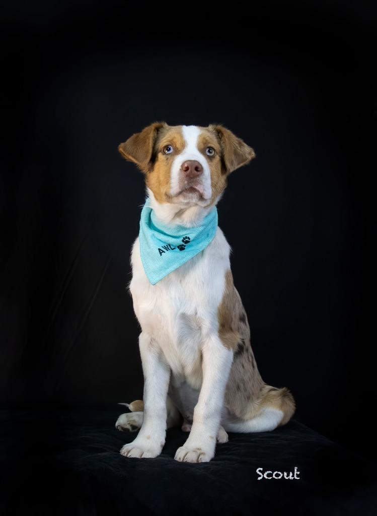 Enlarge Scout, a Adoptable mixed breed in Hot Springs Village, AR image 1/3