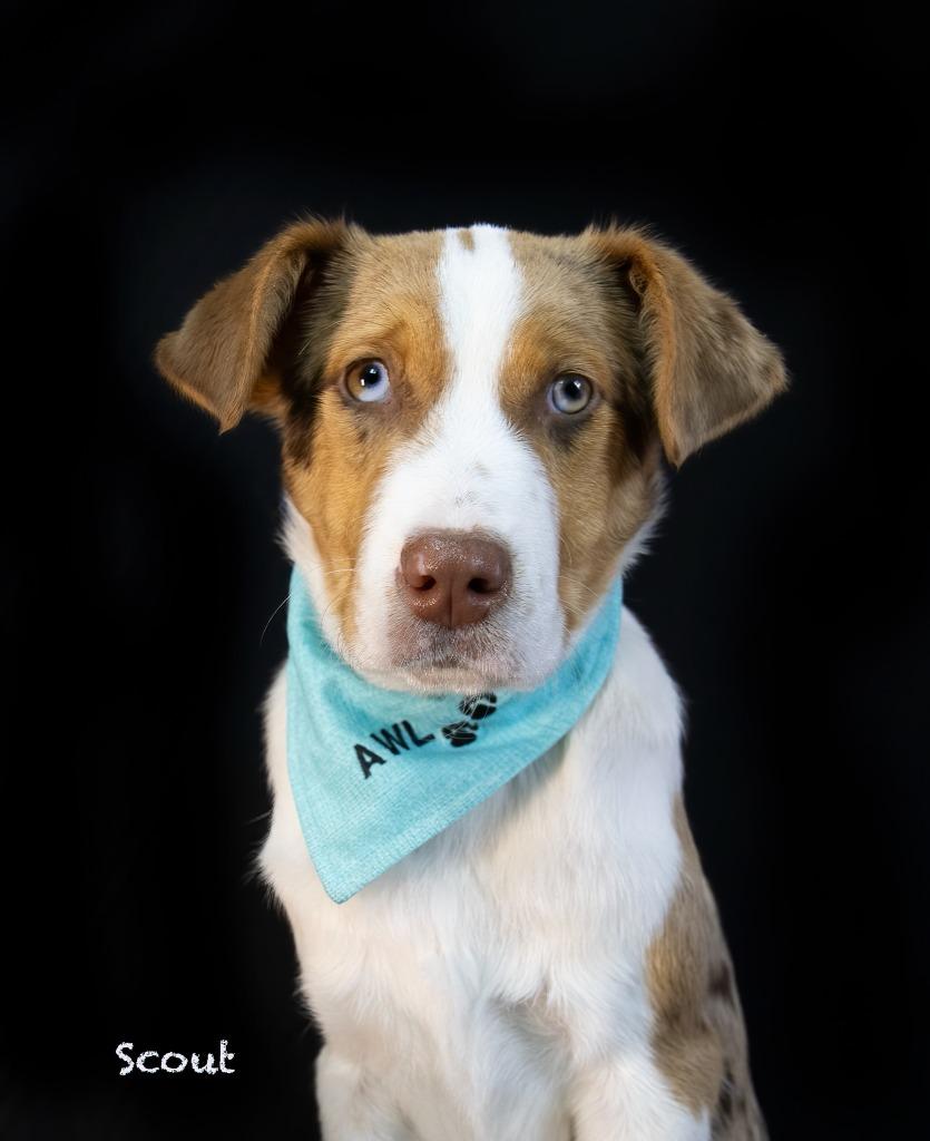 Enlarge Scout, a Adoptable mixed breed in Hot Springs Village, AR image 2/3