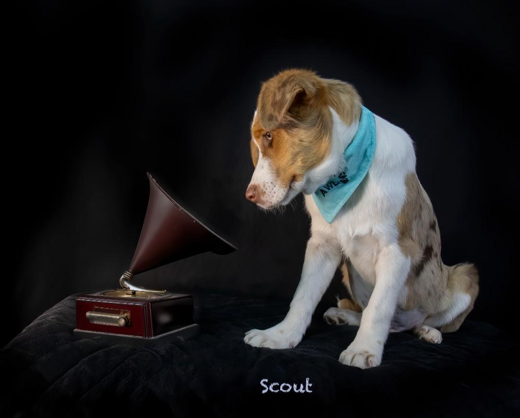 Enlarge Scout, a Adoptable mixed breed in Hot Springs Village, AR image 3/3
