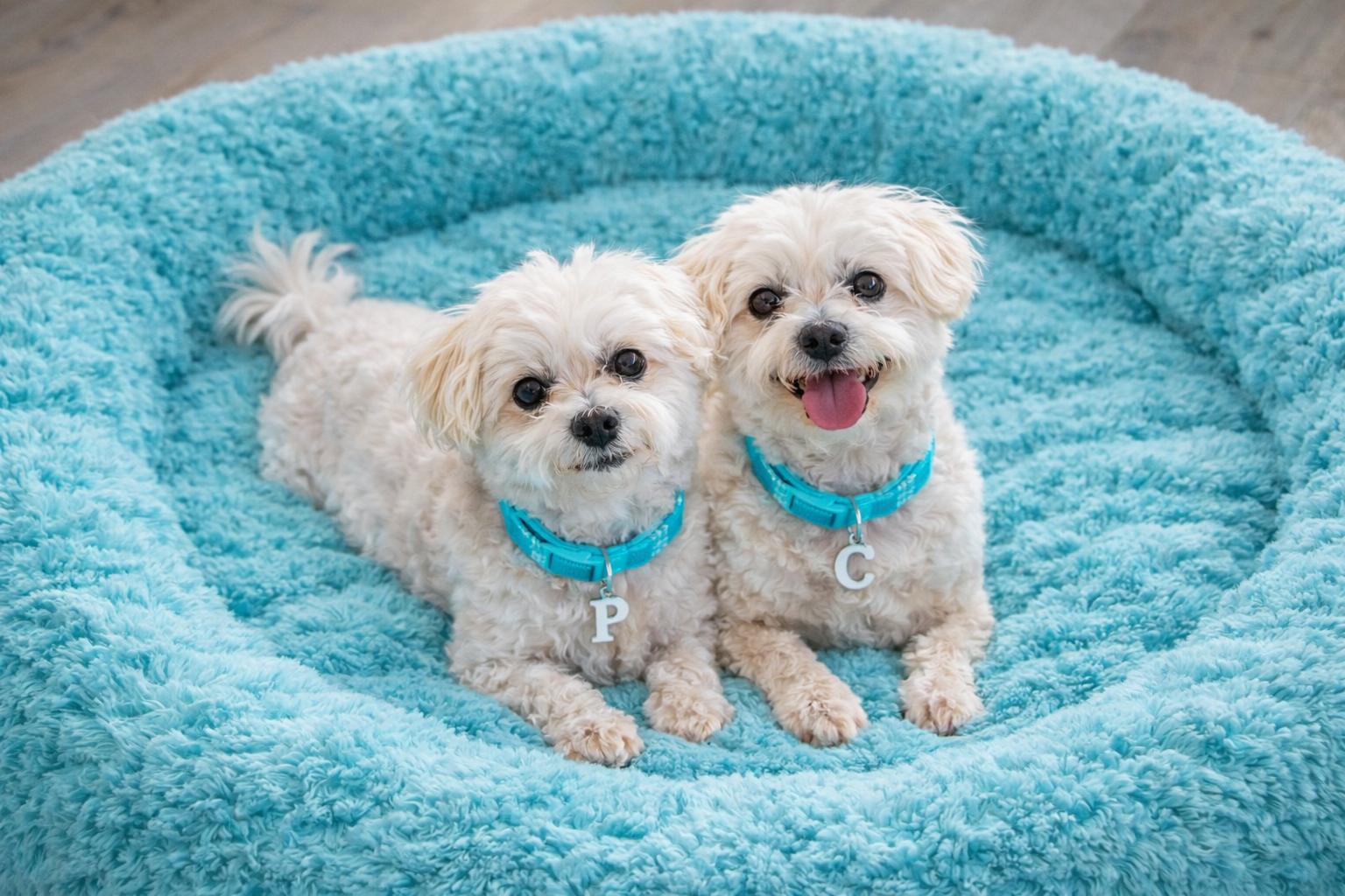 Pepsi and Cola Bonded Pair..., ADOPTABLE, Senior Male Maltese.