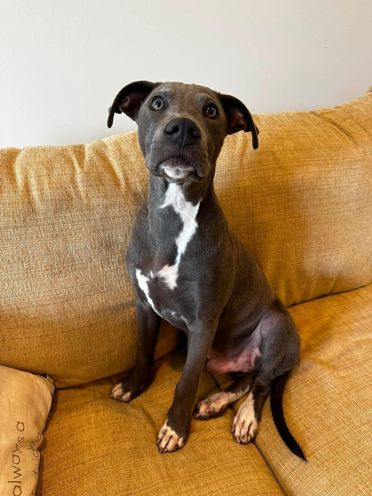 Jackson, adopted, Puppy Male Mixed Breed.