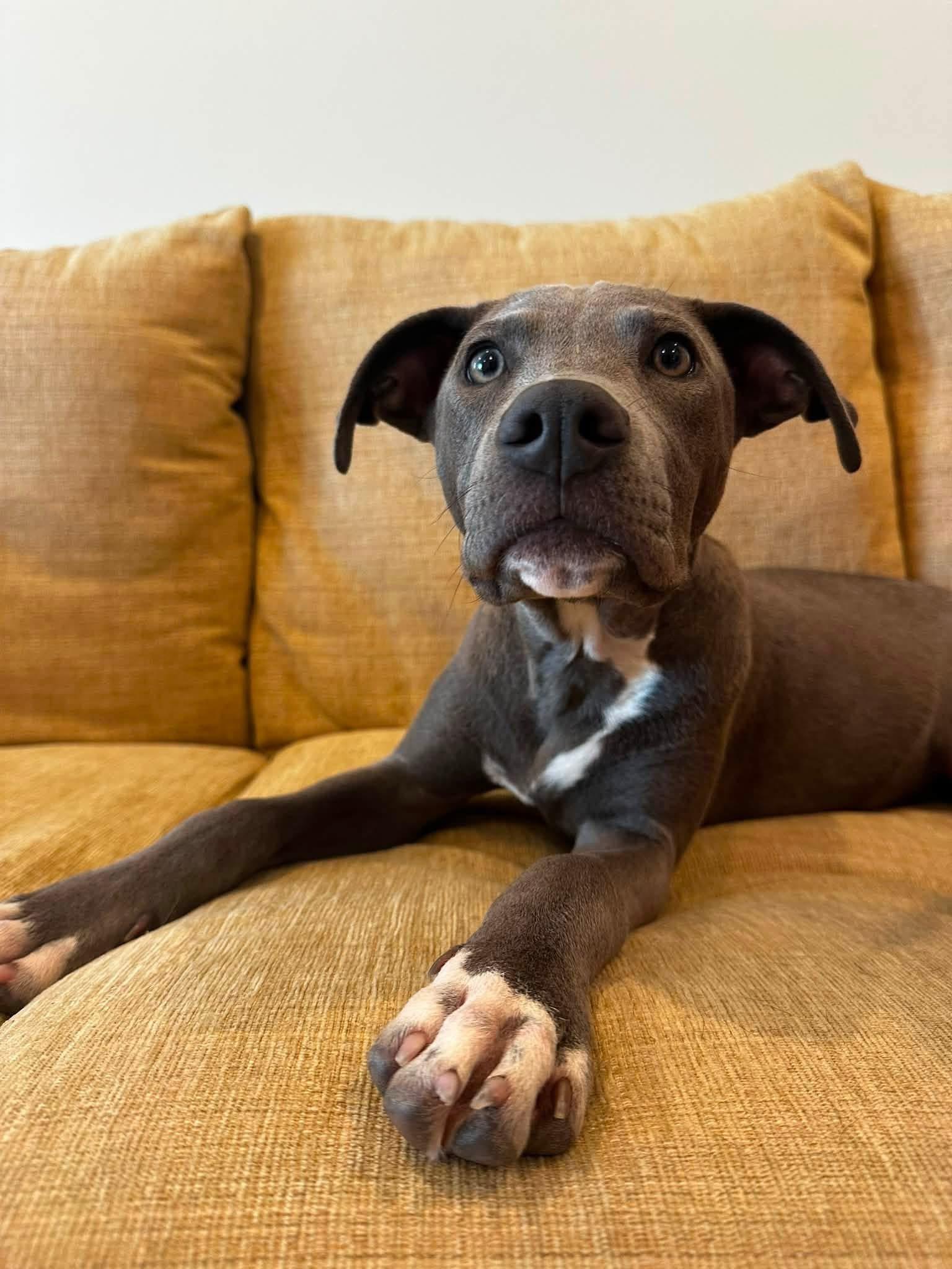 Jackson, an adopted mixed breed in Highland, NY image 3/3