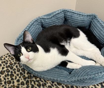 Enlarge Rigby, a Adoptable Domestic Short Hair in Neenah, WI image 3/3