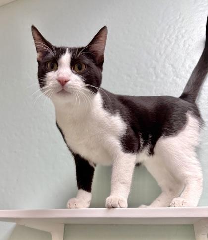 Enlarge Rigby, a Adoptable Domestic Short Hair in Neenah, WI image 3/3