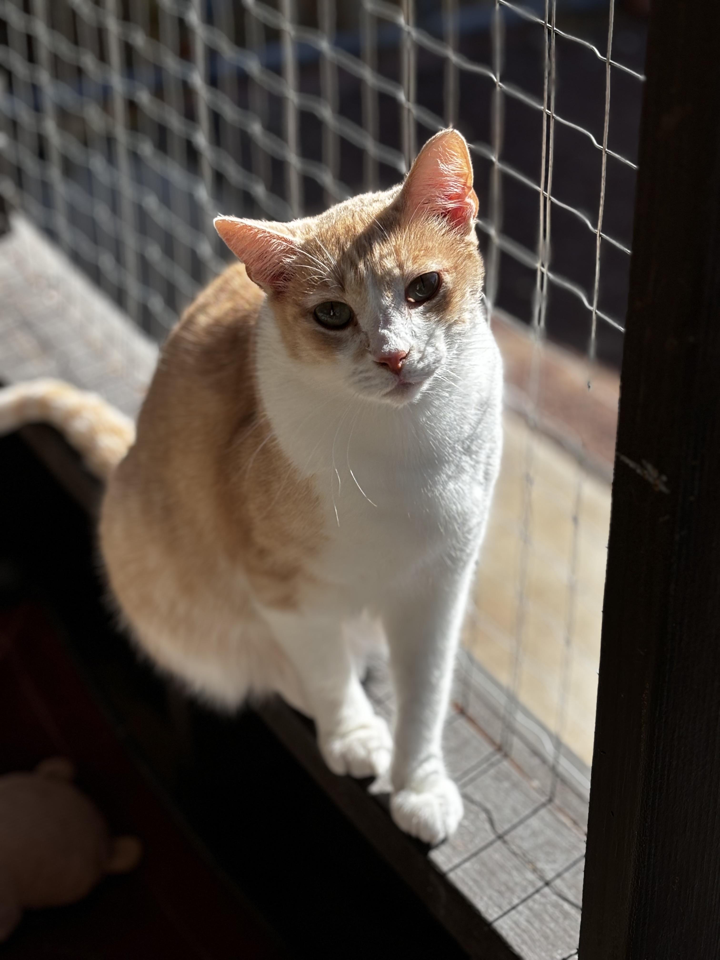 Enlarge Pumba, a Adoptable Domestic Short Hair in Helendale, CA image 1/1
