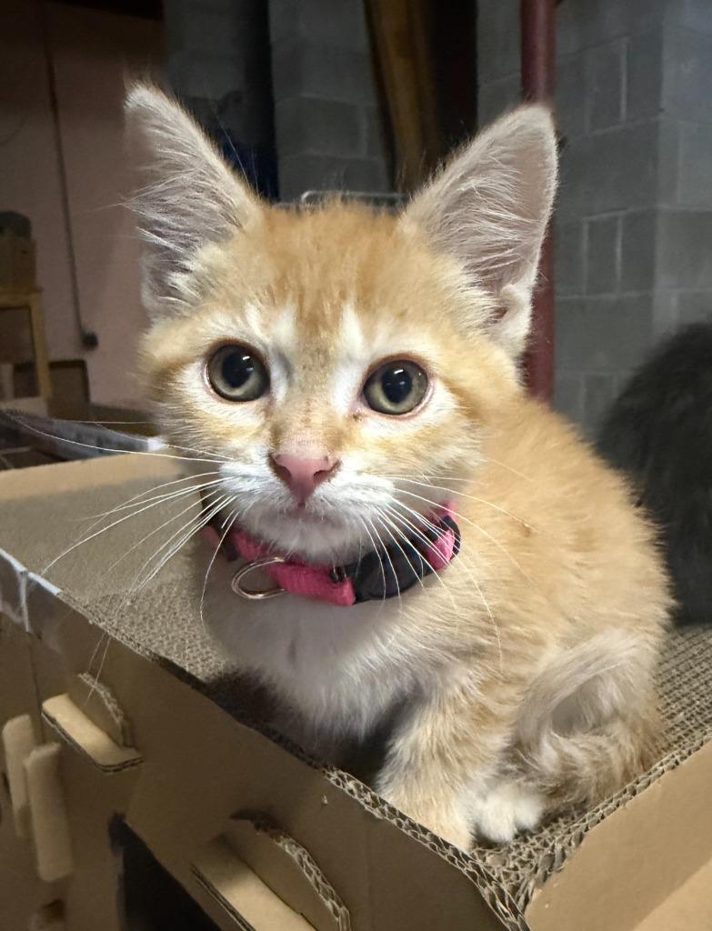 Betty, a Adoptable mixed breed in Grand Rapids, MN image 1/2