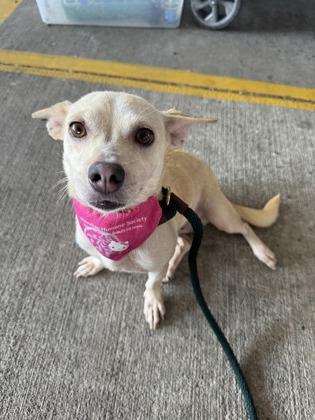 Mama J, a Adoptable mixed breed in Honolulu, HI image 1/3