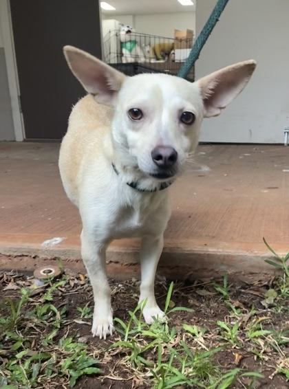 Mama J, a Adoptable mixed breed in Honolulu, HI image 2/3