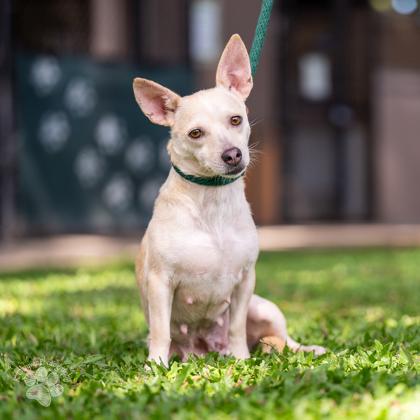 Mama J, a Adoptable mixed breed in Honolulu, HI image 3/3