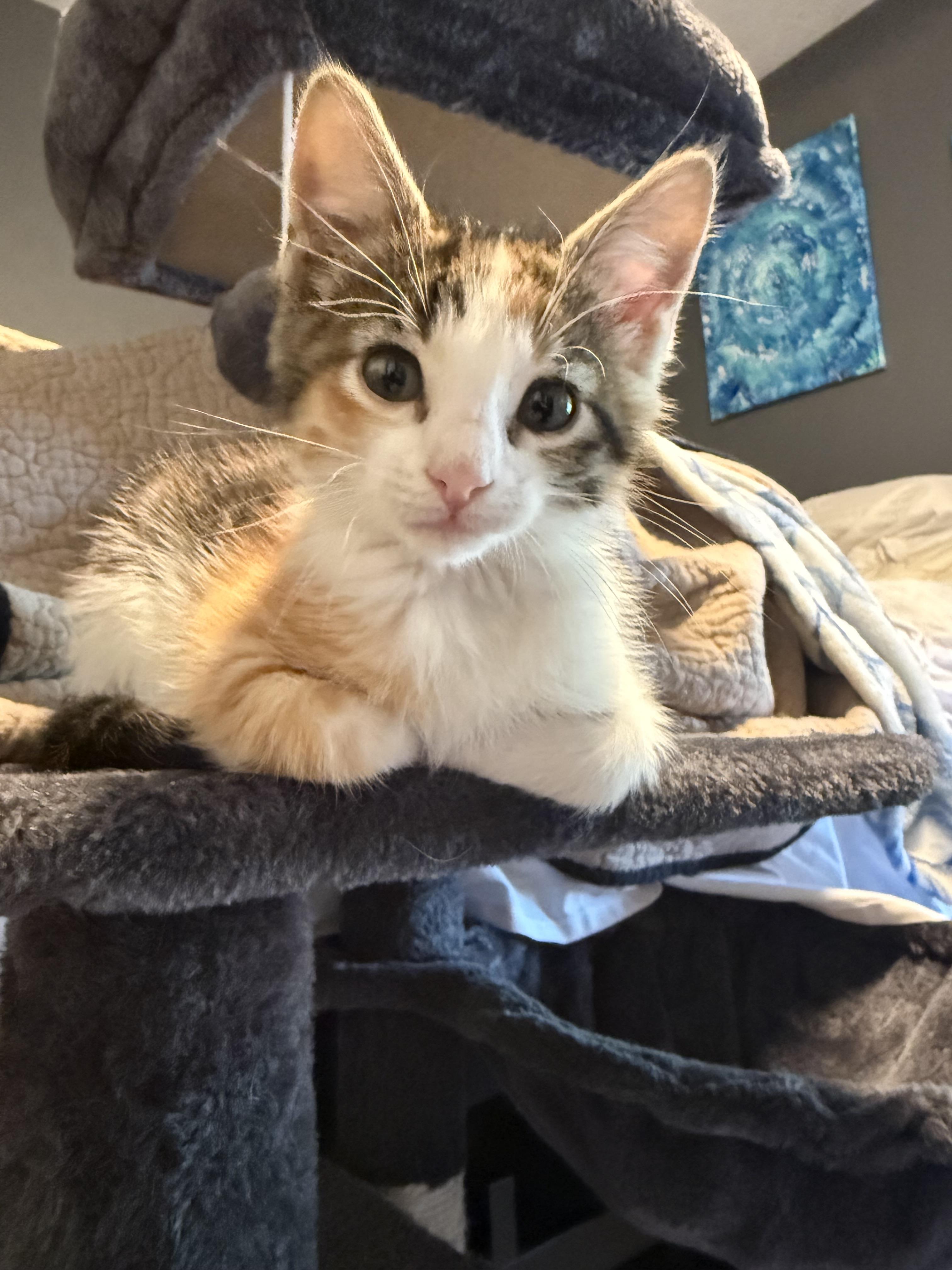 Siggy, a ADOPTABLE Domestic Short Hair in Salt Lake City, UT image 2/6