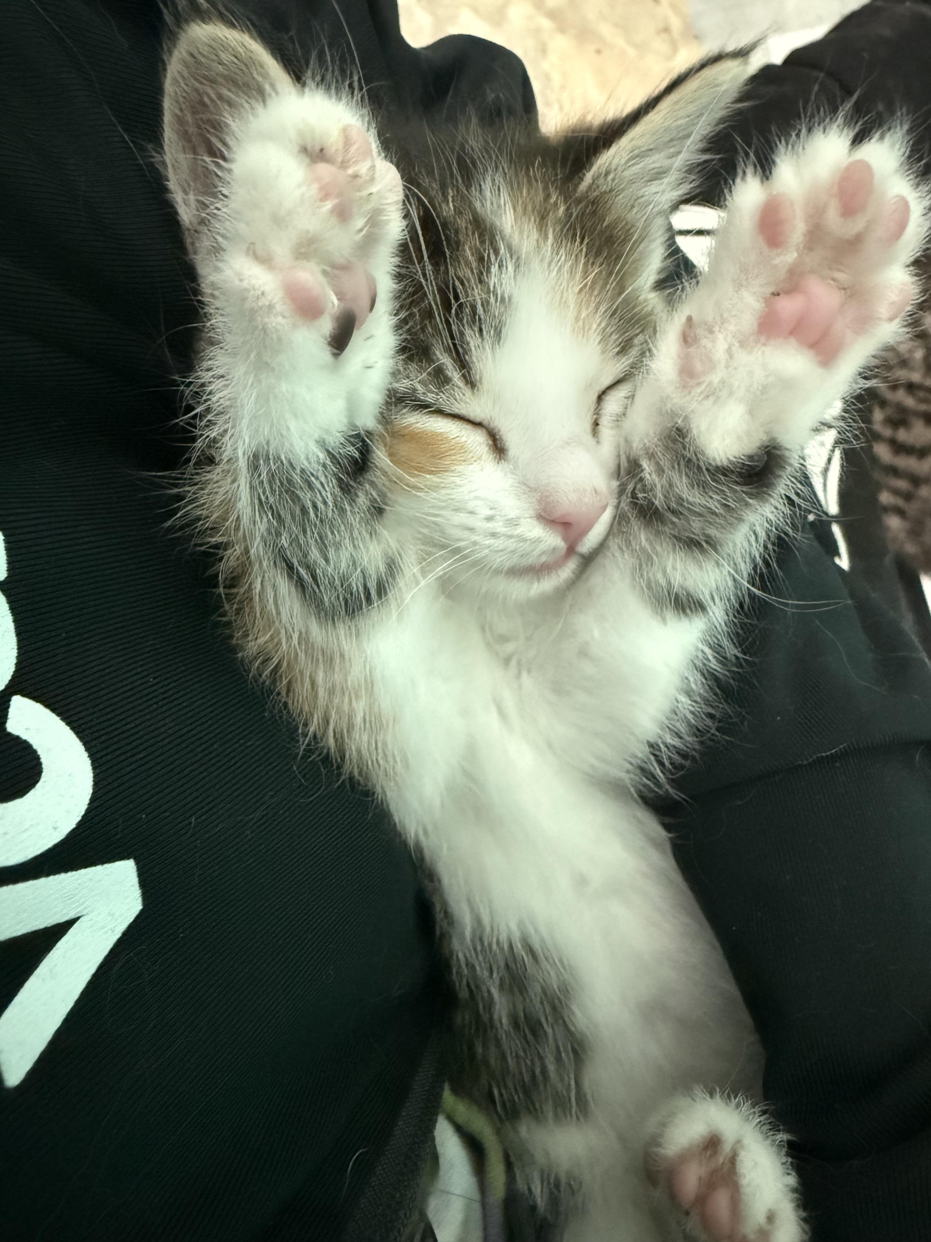 Siggy, a ADOPTABLE Domestic Short Hair in Salt Lake City, UT image 5/6