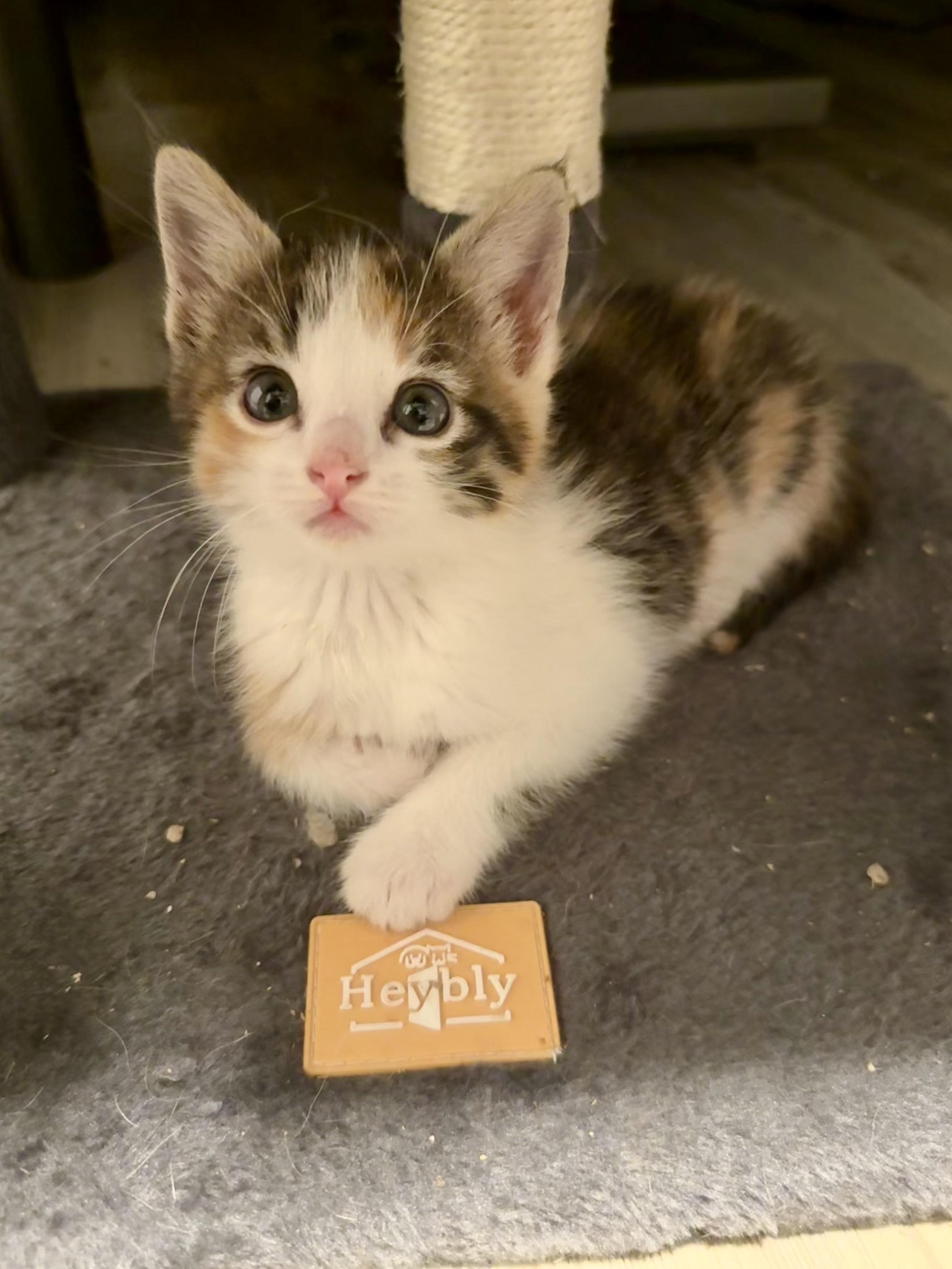 Siggy, a ADOPTABLE Domestic Short Hair in Salt Lake City, UT image 6/6